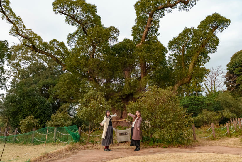 川棚のクスの森