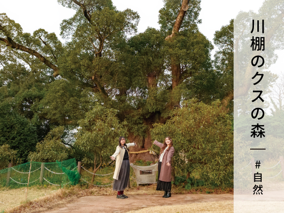 川棚のクスの森